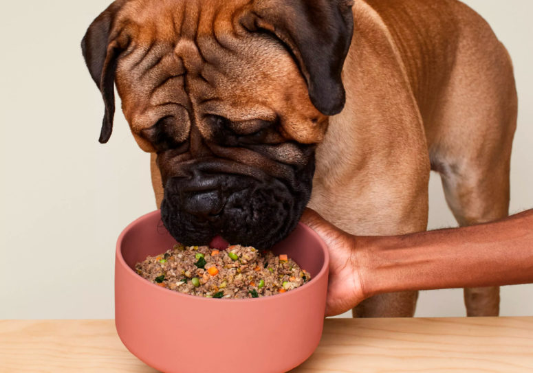 Stop Chasing Your Tail–I Tried Two of the Top Fresh Food Brands for Dogs and Only One Was Up to Snuff